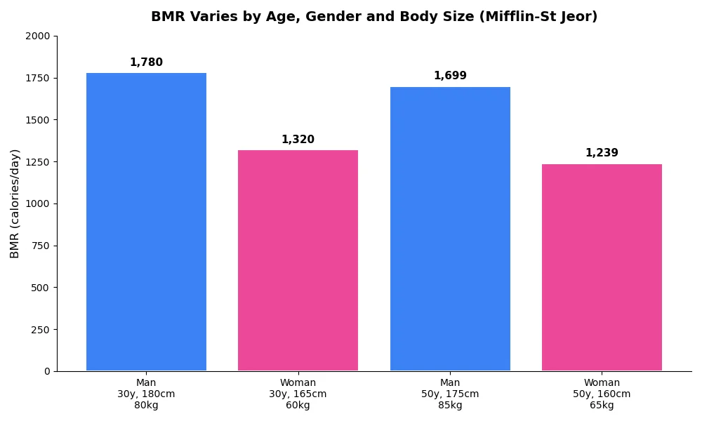 Illustration of the main factors that raise or lower BMR: muscle mass and age, with arrows showing their direction of effect
