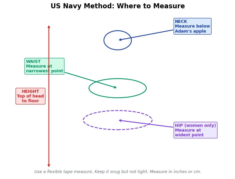 Diagram showing where to measure for the U.S. Navy body fat method: neck below the Adam's apple, waist at the narrowest point, hip at the widest point for women, and full height