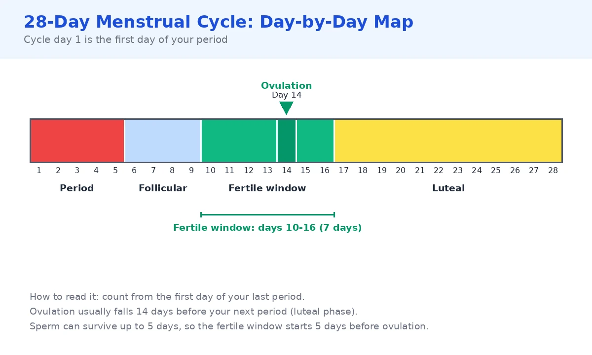 Day-by-day map of a 28-day menstrual cycle: period on days 1 to 5, follicular phase days 6 to 9, fertile window days 10 to 16 with ovulation on day 14, luteal phase days 17 to 28