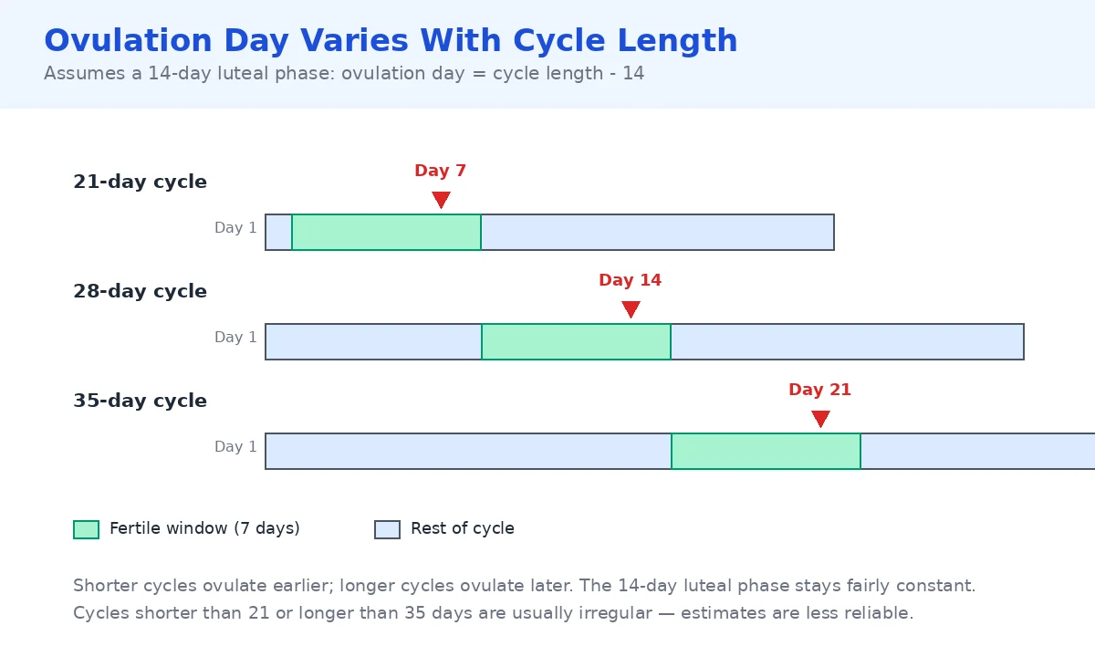 Comparison graphic of 21-day, 28-day and 35-day cycles showing ovulation on day 7, day 14 and day 21 respectively, with the 7-day fertile window highlighted on each