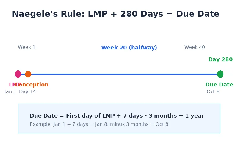 Timeline showing Naegele's rule: LMP plus 280 days equals the estimated due date, with conception marked at day 14