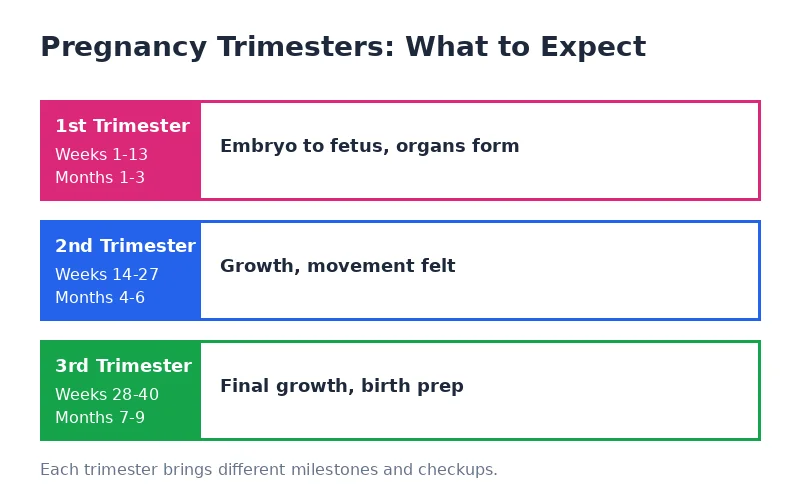 Pregnancy trimester chart: first trimester weeks 1 to 13, second trimester weeks 14 to 27, third trimester weeks 28 to 40, with key developments listed